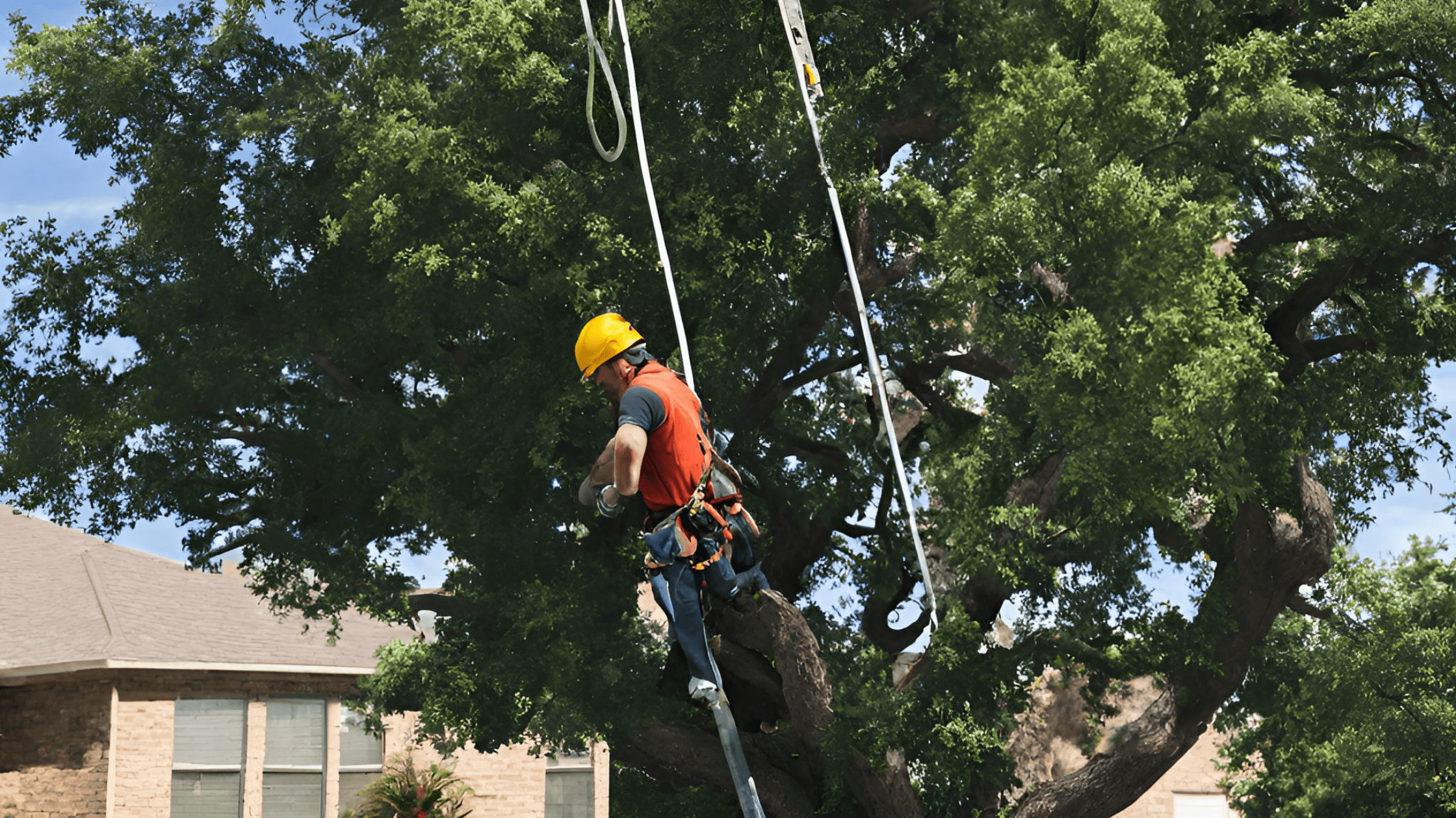 Tree services in Wichita Falls Tx